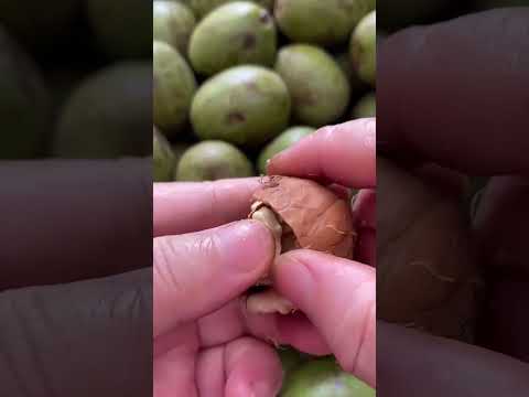 1 ઑક્ટોબર, 2025