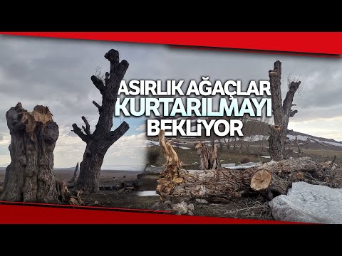 300 Yıllık Akkavak Ağaçları, Kurtarılmayı Bekliyor