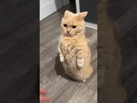 #cats #cutecat #funnycats #explore #shorts