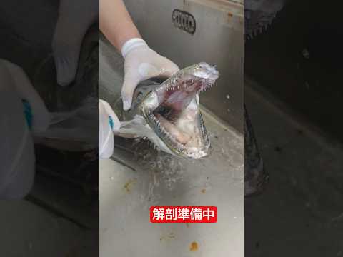 解剖準備中！しばしお待ち下さい！Alligator gar, Atractosteus spatula 教育教材用 ≫ 加藤英明【公式】かとチャン