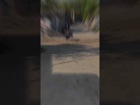 gao me jungli suar aajaye to kya karte hai to yese pakd te hai