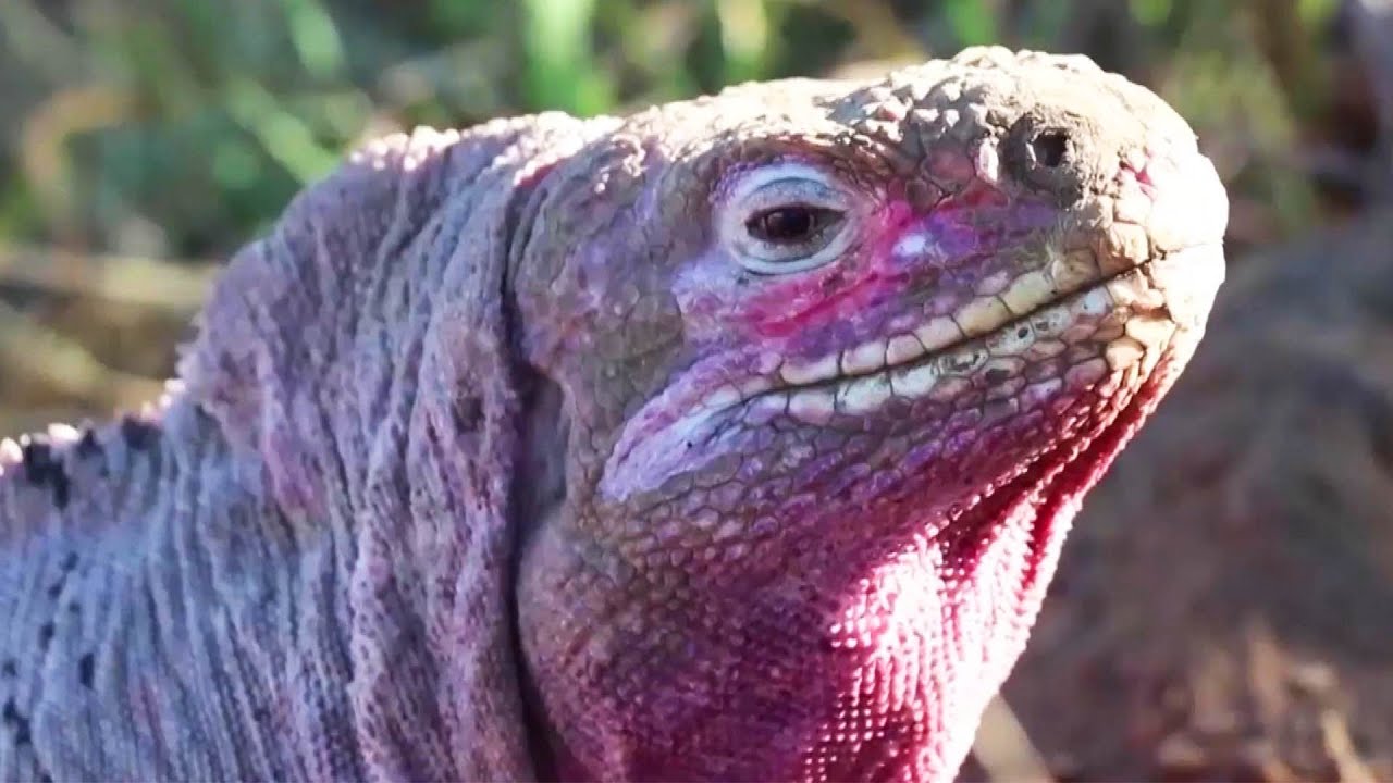 Pink Iguana Is One of the Rarest Creatures on Earth