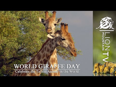 Africa's Tallest Giant, The Giraffe 🦒 #worldgiraffeday #wildlife