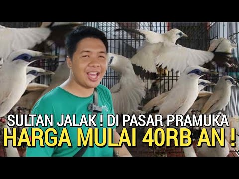 UPDATE HARGA ! BURUNG JALAK LENGKAP DAN MURAH 40RB AN DI KIOS SIGIT PASAR BURUNG PRAMUKA HARI INI