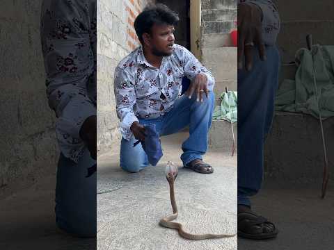 #shorts Indian cobra snake #viralvideocobraanake #trendingvideo