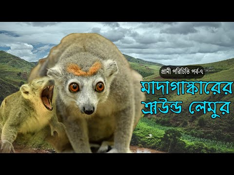 ক্রাউন্ড লেমুর- মাদাগাস্কারের বিলুপ্তপ্রায় রাজকীয় প্রাণী