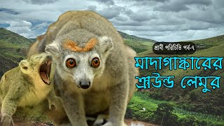 ক্রাউন্ড লেমুর- মাদাগাস্কারের বিলুপ্তপ্রায় রাজকীয় প্রাণী