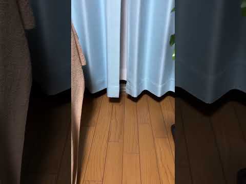 R7.9.11 未確認コロコロ生物#shorts #可愛い#もふもふ#ハムスター