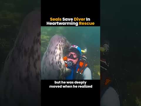 Seals Save Diver in Heartwarming Rescue