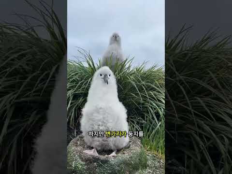 ๊ทธ๋ฌผ๋ฌด๋ฌ๊ฐ๋งค๊ธฐ ์ง๋ฅ๊ณผ ์์กด ๋ณธ๋ฅ