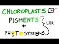 Exploring Chloroplasts and Light Dependent Reactions