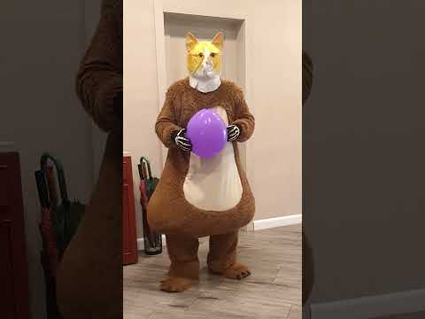 Funny pets bring balloon to cats and dogs