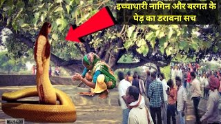 इच्चाधारी नागिन और बरगत के पेड़ का डरावना सच लोगो को लग रहा है डर #ichchadharinagin #amazingfacts