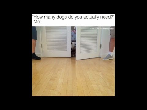 How many dogs do you actually need?