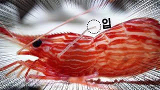 독도새우에 대형 기생충이 있네요! 회로 드실 때 꼭 주의하세요!