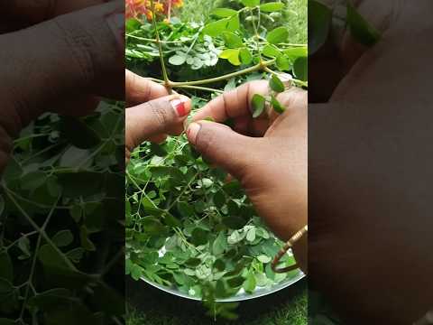 ସଜନା ସାଗ Recipe #lays memo #recipe #sajanasaga