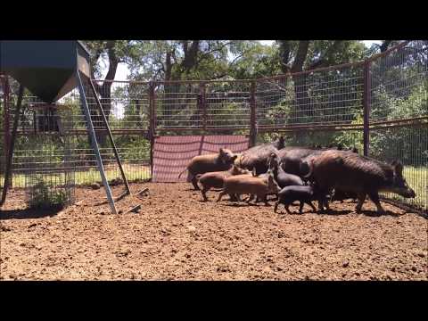Hogs Can Jump 2017 May