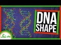 Handedness in DNA and Electrons