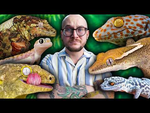 You Haven't Heard Of These Geckos But You'll Want Them All!