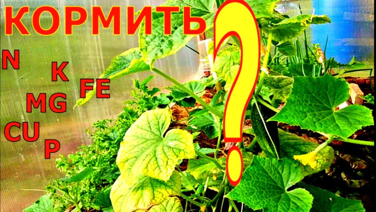 Когда и чем подкармливать огурцы?