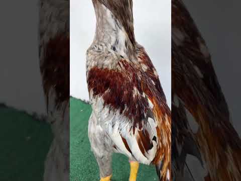 #aseelmurga #assel #chickenbreeds #birds #roosterfarm #chicken #roosterchicken #cheenaaseel #assel