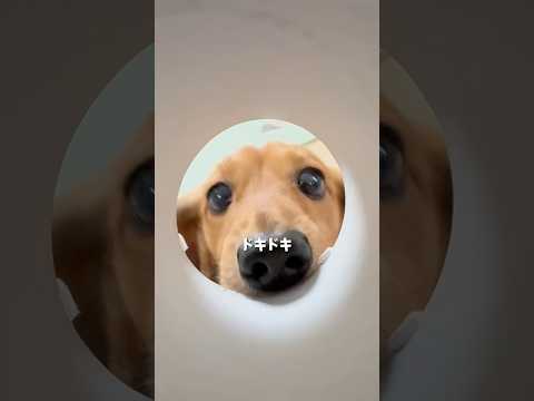 プリングルスチャレンジ… #ダックス #カニンヘンダックス #犬のいる暮らし