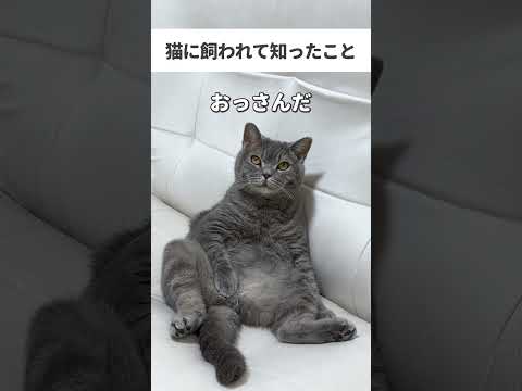 #猫