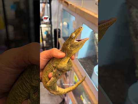 This Is Why Pet Lizards Die Quickly 🦎