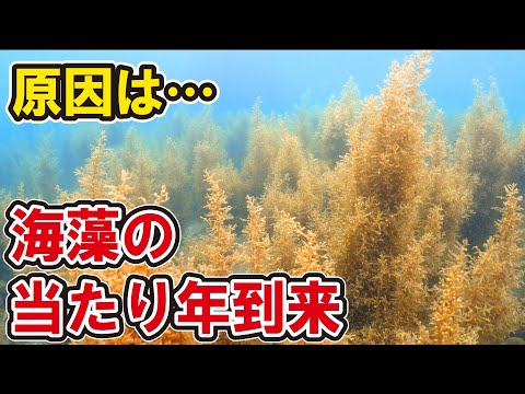 海藻の当たり年到来！繁茂する海藻にヒントと謎の骨を発見！？