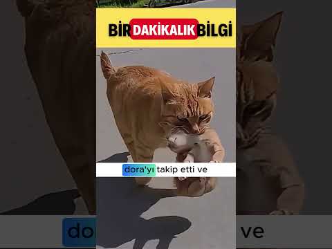 DORA, Ticaret Yapan Kedi! 😎❤️
