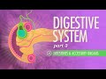 Exploring the Digestive Process: From Small Intestine to Nutrient Absorption