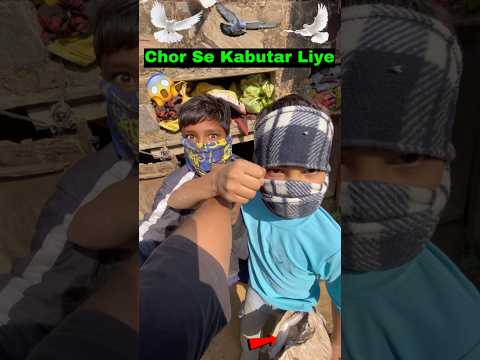 took a pigeon from a thief 😱 #minivlog #dailyvlog #petsvlog #kabutarkivideo