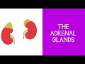 Adrenal Gland Functions and Hormones