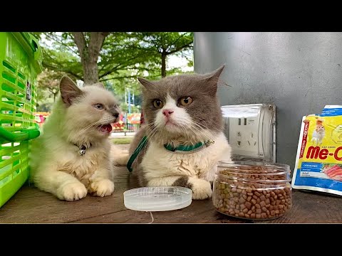 Funny Cat Chiko & Bocil🥰🐈 #cat #cats #funnycats #funniest #funnyanimals  #catvideos #cutecat