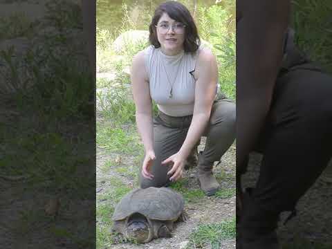 What To Do If You Find a Snapping Turtle on the Road #shorts