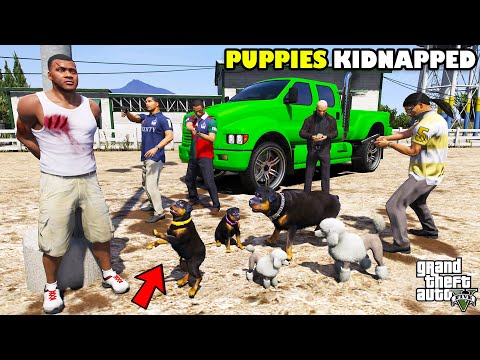 Franklin Trying To Rescue Chop Stolen Puppies In GTA 5 | SHINCHAN and CHOP