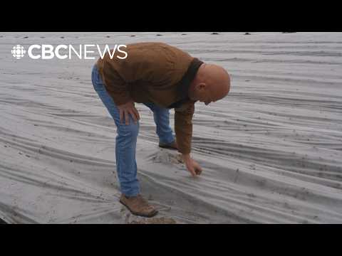 YouTube video thumbnail: Fuel and Fertilizer: B.C. Farmers Concerned About Supply Strains From Iran War