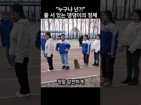 줄 선 댕댕이, 정체에 모두가 웃었다!?