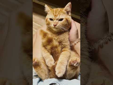 cute cat #catlovers #colab