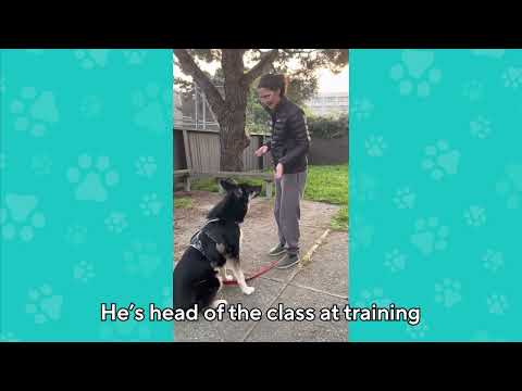 Shelter dog is practicing for a real home | Adopt Me SF SPCA