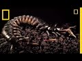 Snake and Centipede Interactions
