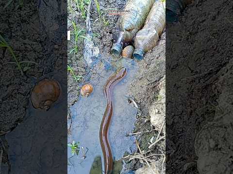 two used eel trap bottles