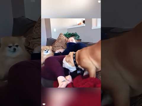 Dogs reaction to farting noises#funny #anmals #youtube #funnydog #dog