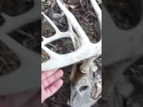 Finding a shed in every state IOWA