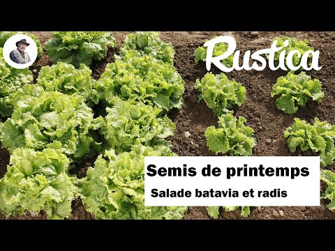 Semer de la salade et des radis en place, au printemps