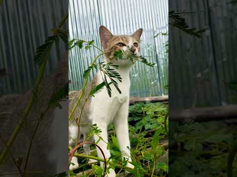 #cat #cats #cute #catvideos #catshorts #catai #ai #funny #love #pets #lovely #shorts #shortvideos