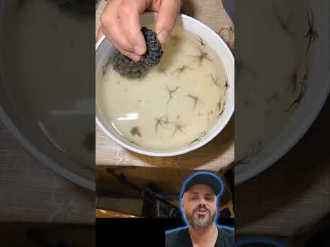 Manutenção nos zoanthus e os perigos da palitoxina #aquarium #aquaristas #ocean #curiosidades