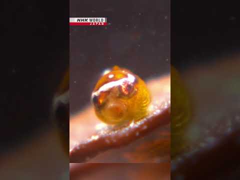 Japan's cutest fish is just 1cm longーNHK WORLD-JAPAN NEWS #shorts