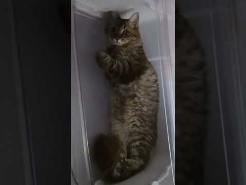 So you think you need a cat? ? #cats #shorts