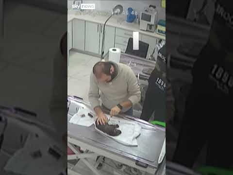 Moment dog carries sick puppy to the vet